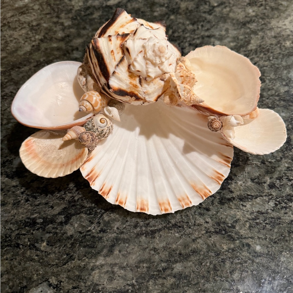 🐚 Decorative Seashell Collection 🐚 - Picture 2 of 7
